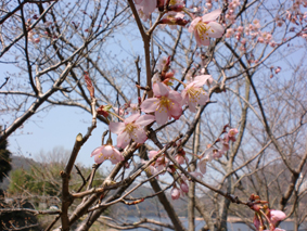 早咲きの桜
