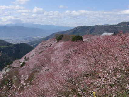 ピンクのお花畑