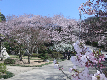 見事な桜です