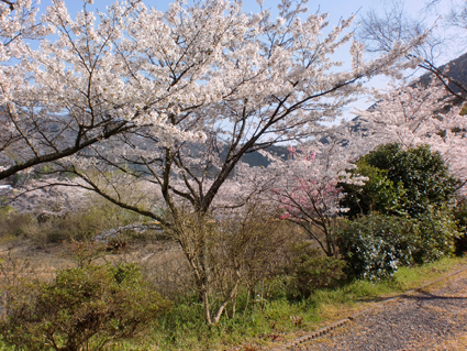 今日は良いお天気です^^