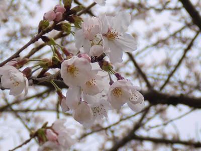 ヴィラ塩江前の桜をアップで撮影