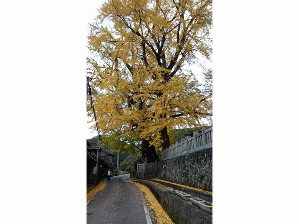 岩部八幡神社のイチョウ