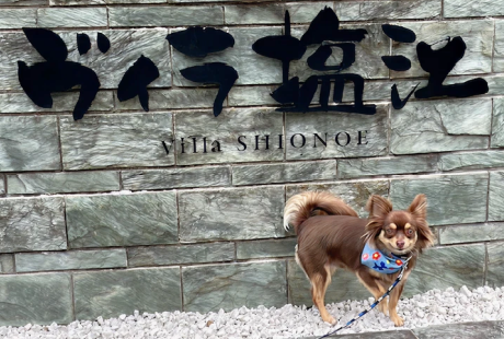 ご来館のワンちゃん
